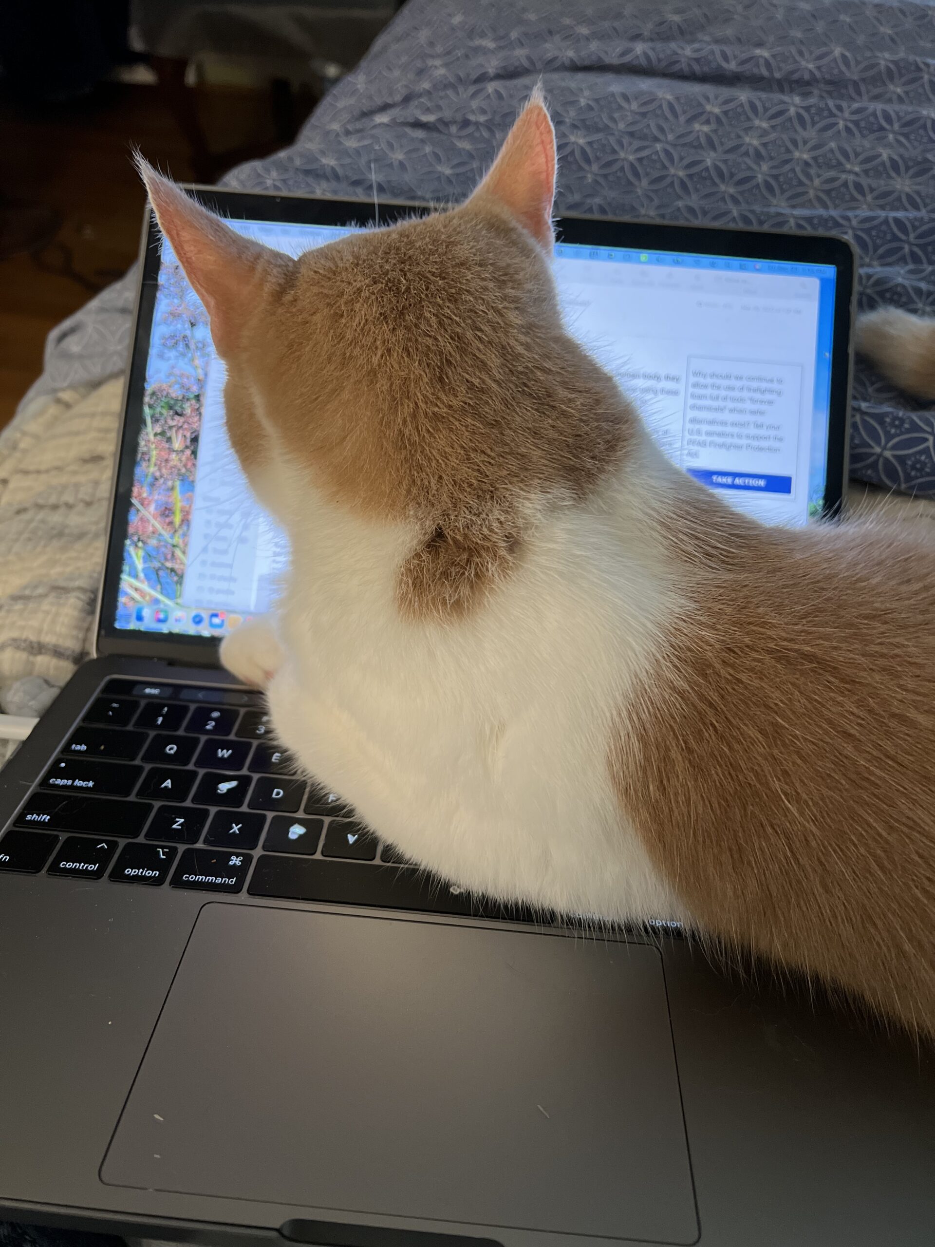 Cat lying on open computer